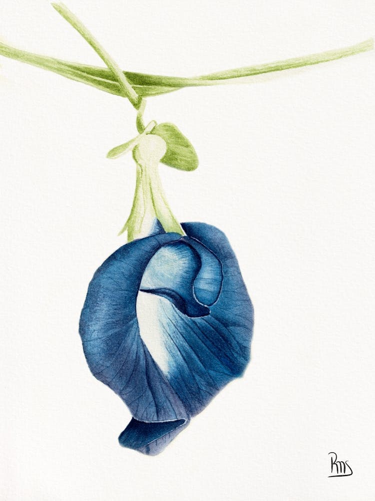 Blue Sweet Pea Watercolor