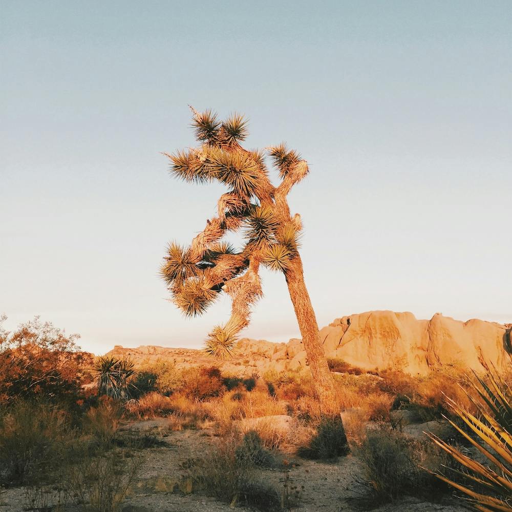 Joshua Tree Sunrise