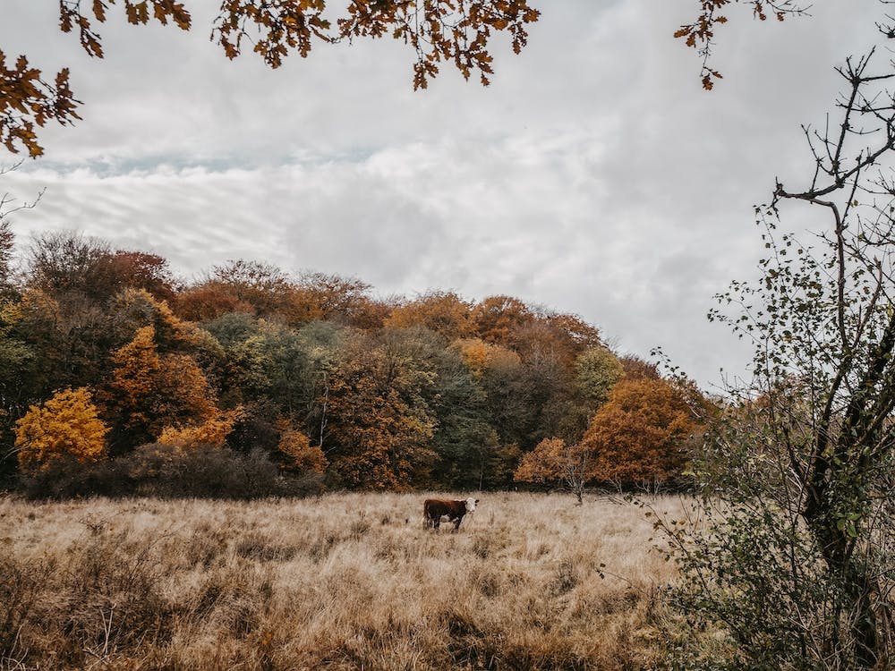 Cow In Fall Forest
