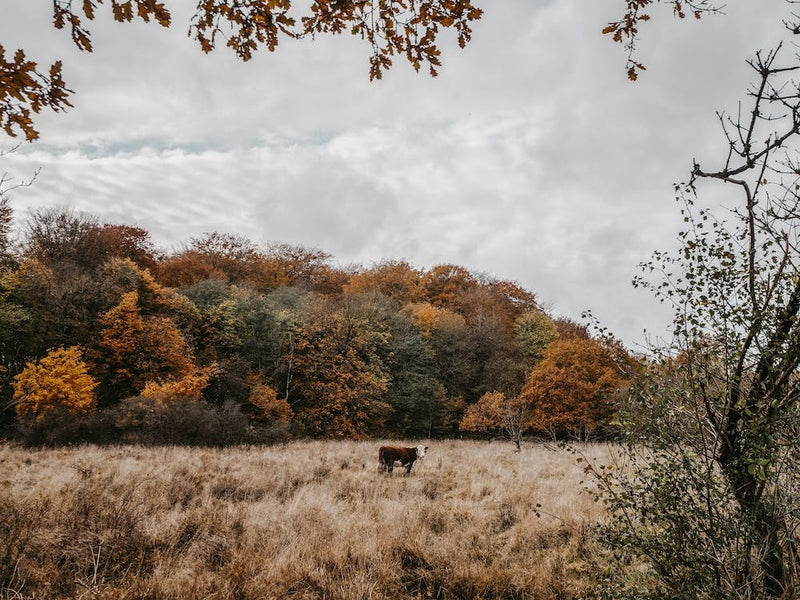 Vache Dans Une Forêt d'Automne