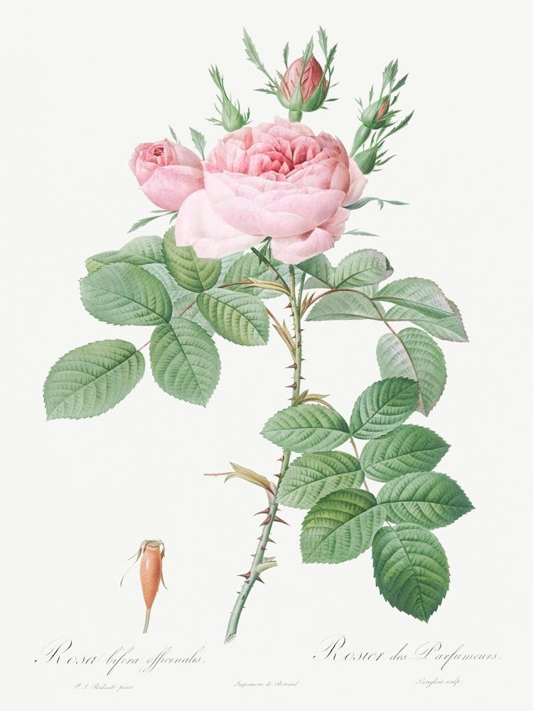 Rosa Bifera Officinalis, Pierre Joseph Redoute