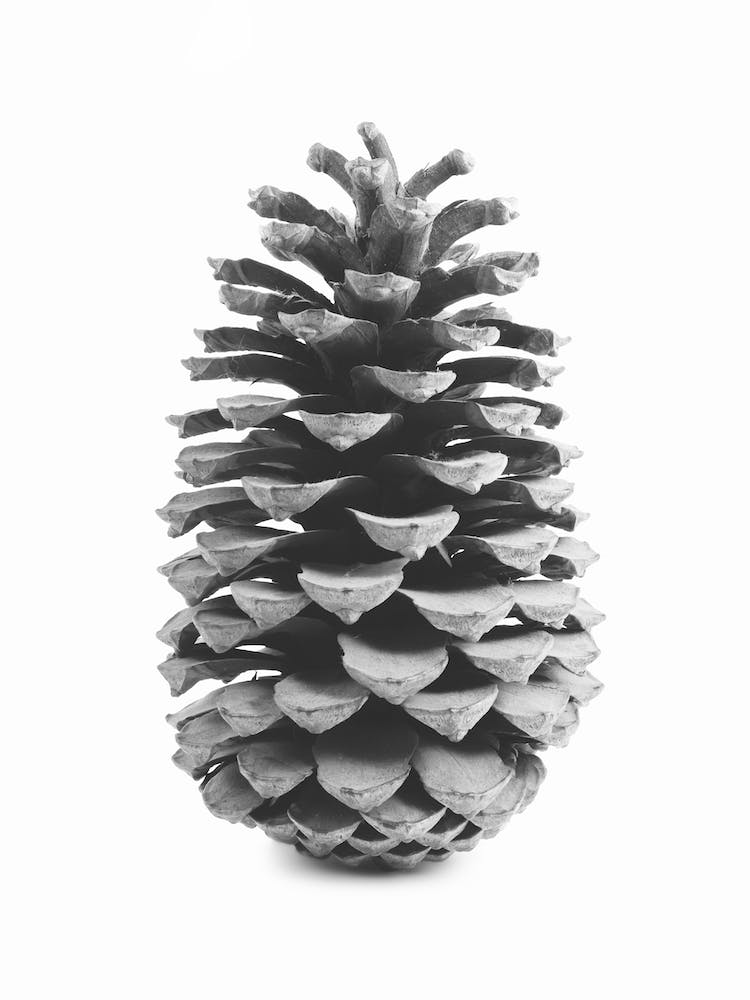 Minimalist Pine Cone