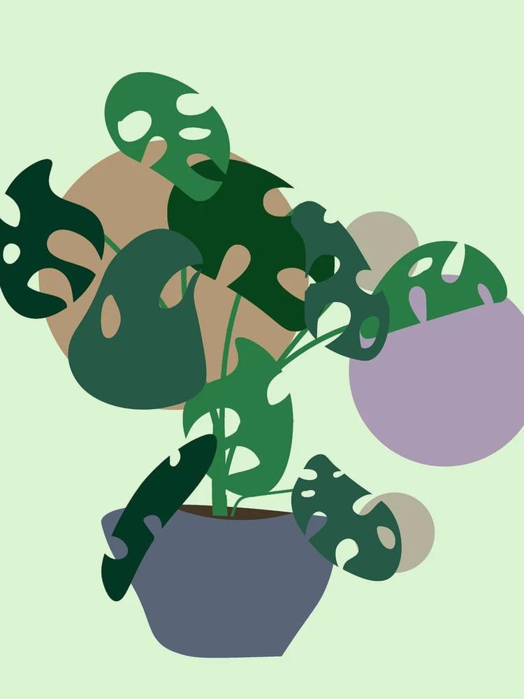 Monstera Plant