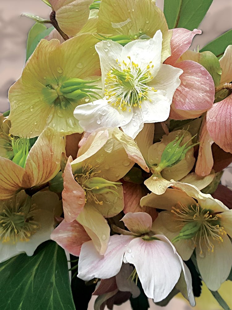 Lenzrosen-Frühlingsblume