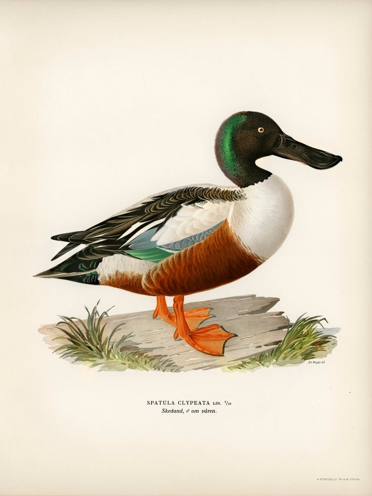 Cinnamon Teal (Spatula Cyanoptera), The Von Wright Brothers