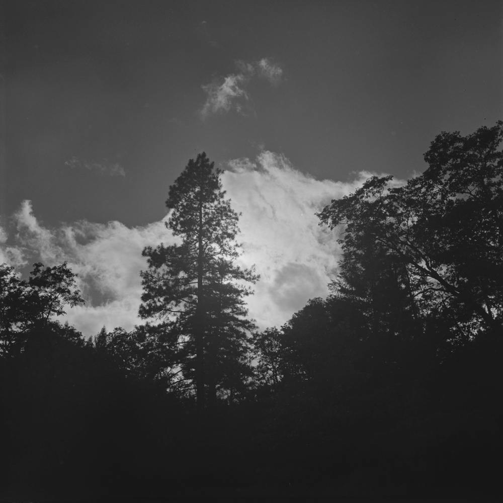 Untitled Photo, Possibly Related To Shasta County, California,Trees And Clouds By Russell Lee