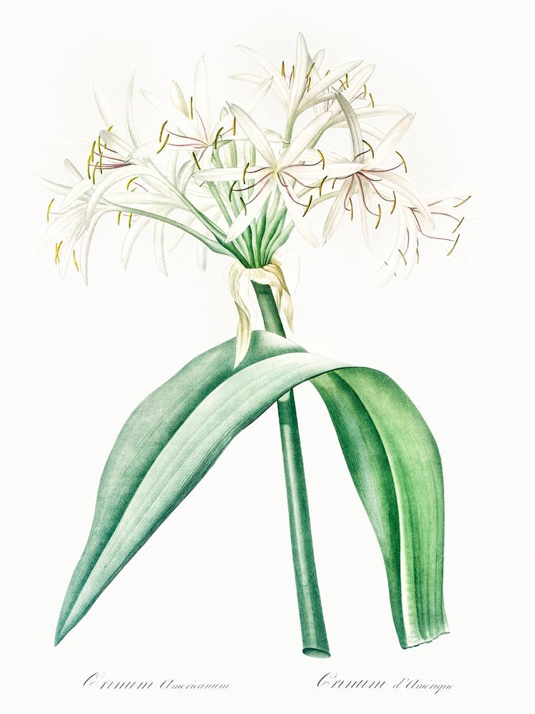 Florida Swamp Lily Illustration From Les Liliacées (1805), Pierre Joseph Redoute