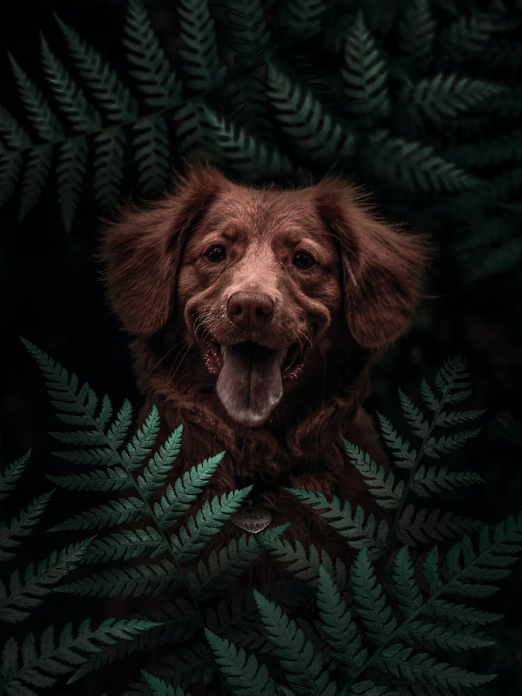 Brauner Hund im Wald