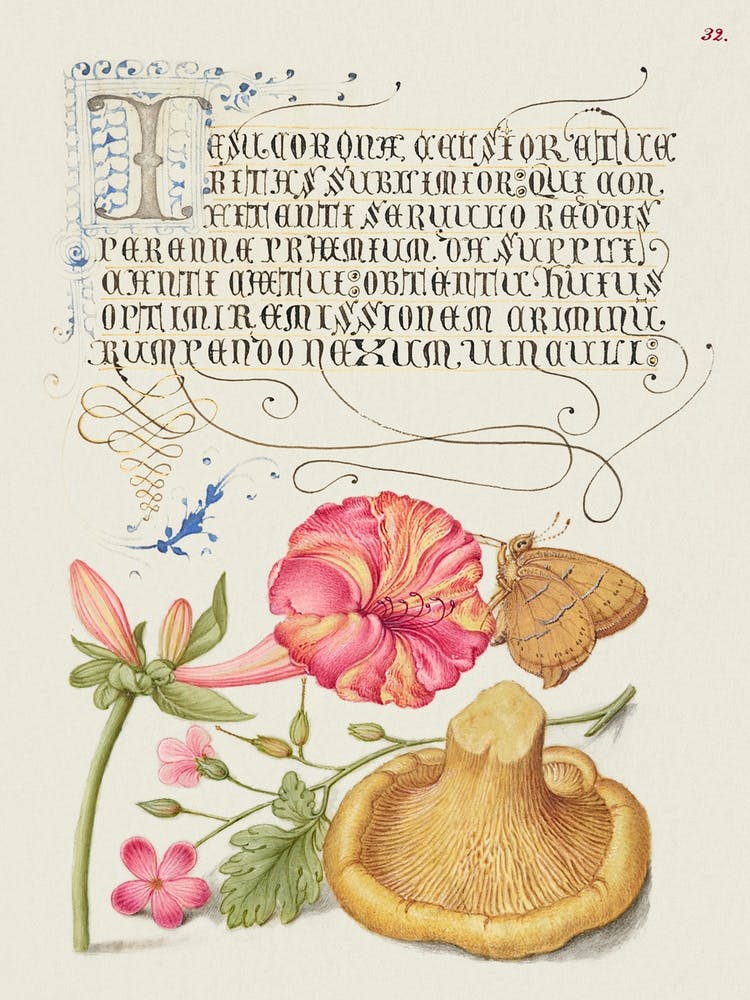 Four O Clock, Brown Hairstreak, Herb Robert, And Chanterelle From Mira Calligraphiae Monumenta, Joris Hoefnagel