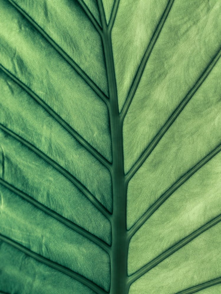 Abstract Green Plant Leaves Close Up