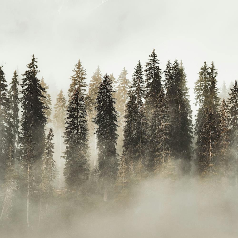 Foggy Pine Forest Square