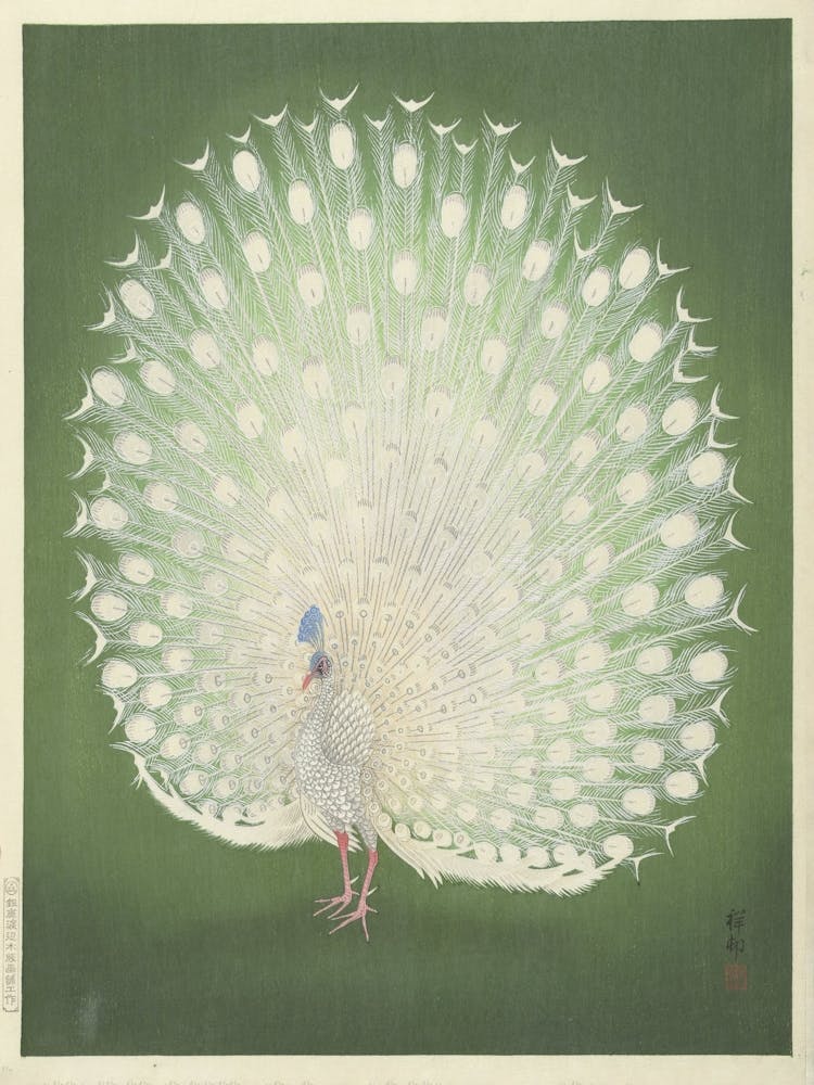 Peacock 1
