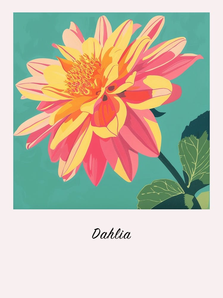 Dahlia 1 Square Flower Illustration Poster
