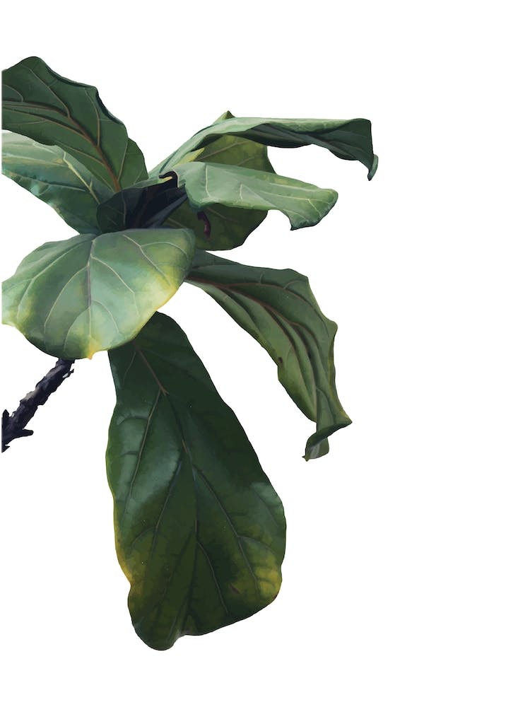 Green Plant Head