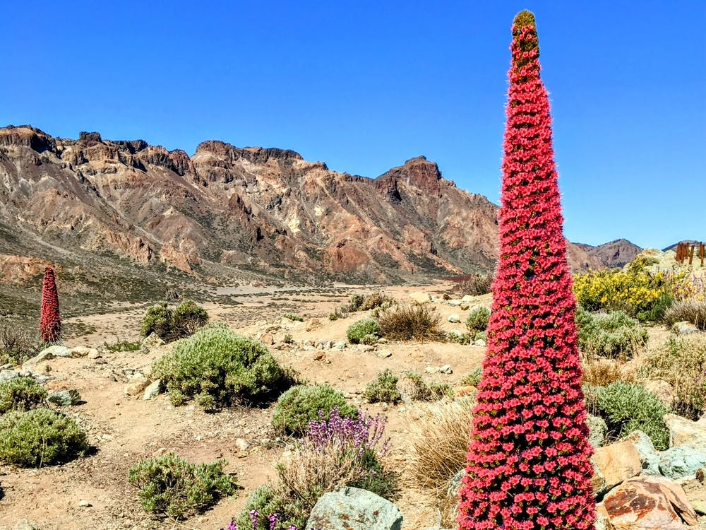 Red Cactus In The Canary Islands (Canary Island Series)