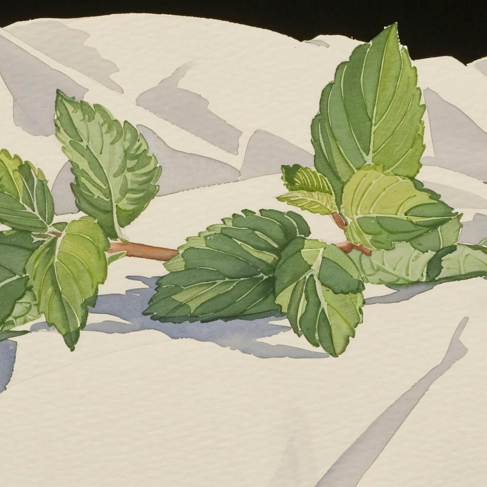 Mint Leaves