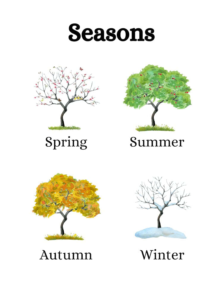 Educational Poster Seasons In A Tree