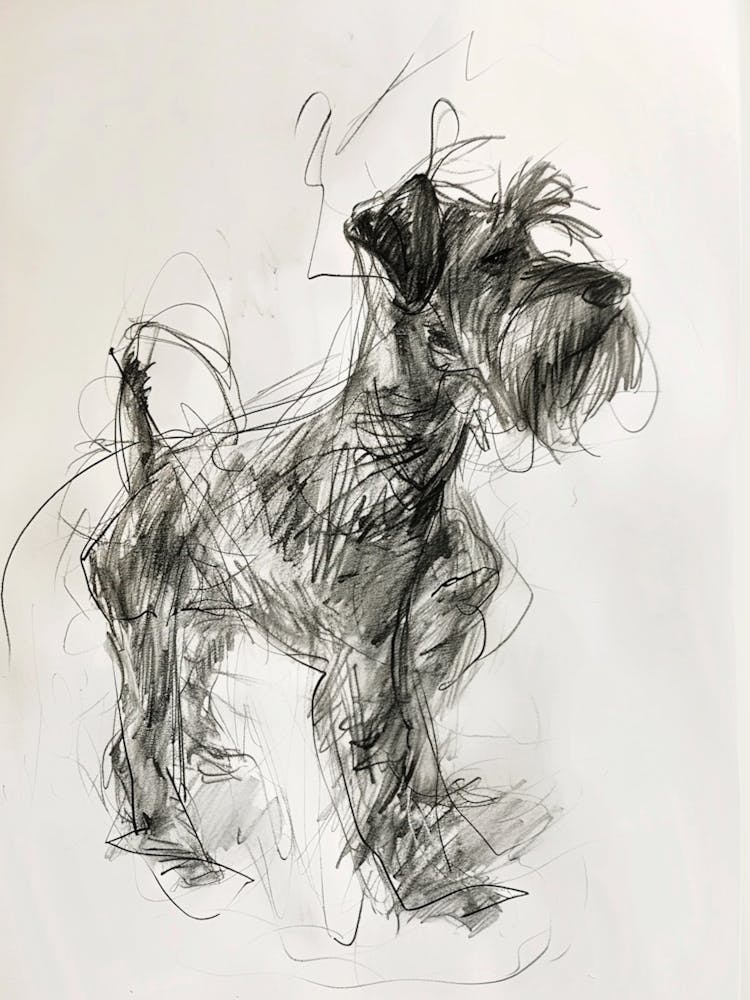 Minature Schnauzer Dog Charcoal Line 2