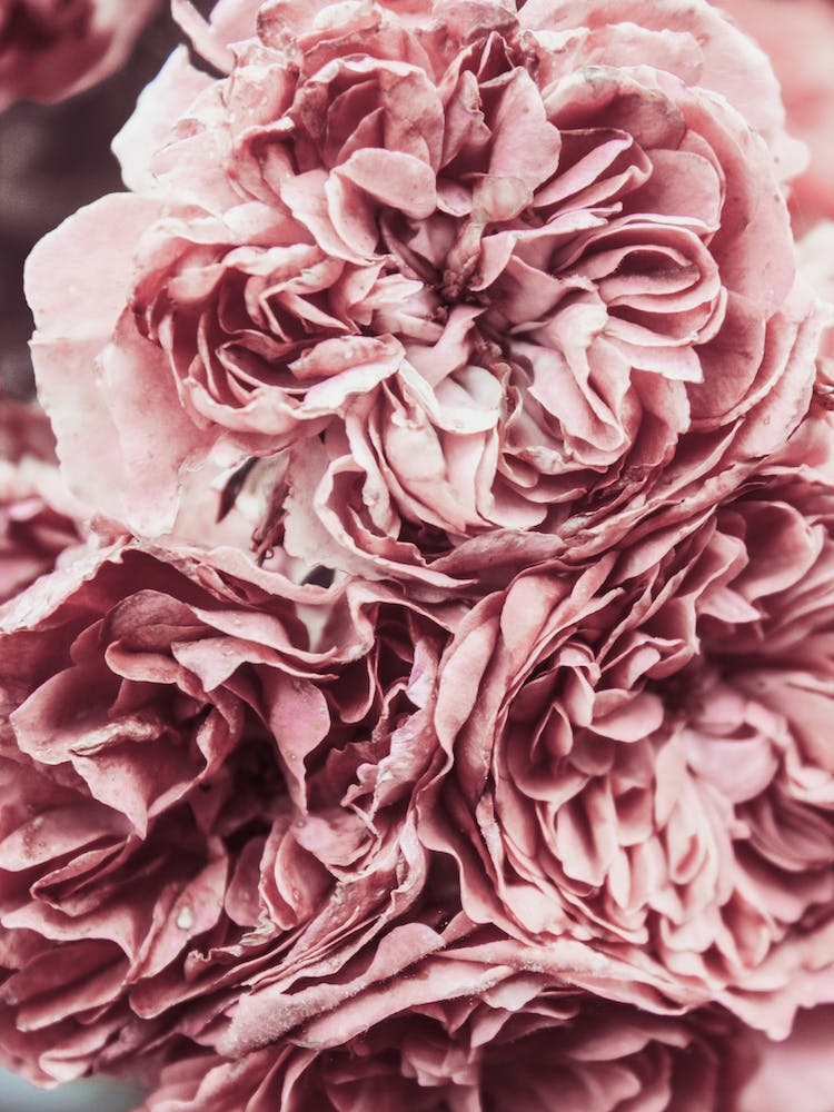 Pink Carnations Flower Petals