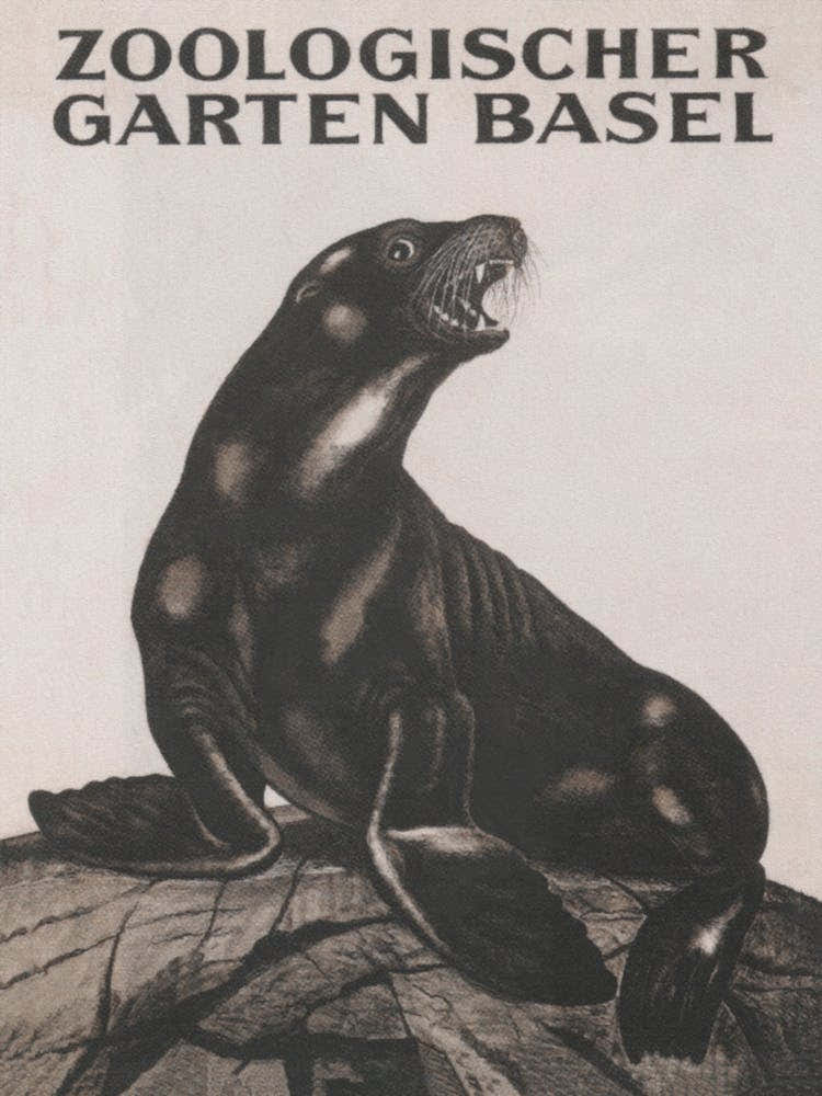 Seal In Zoo Vintage Poster