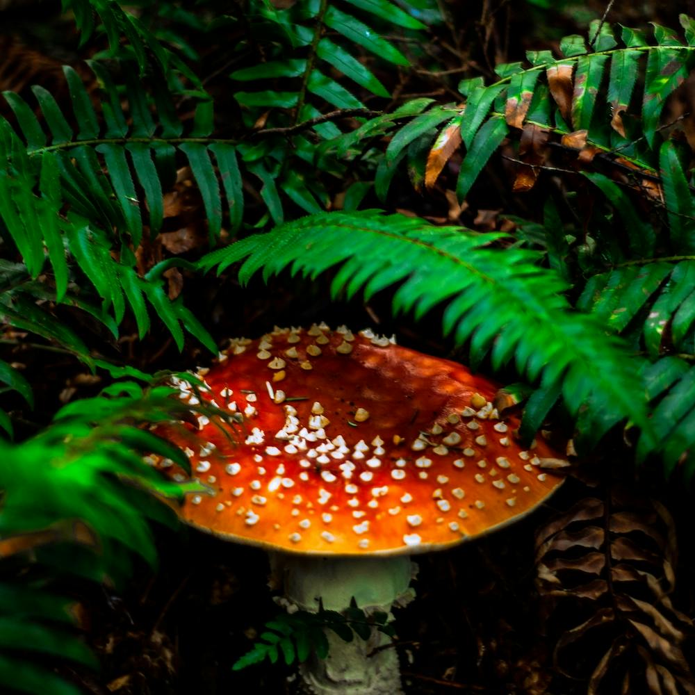 Mushroom Covered In Ferns Square