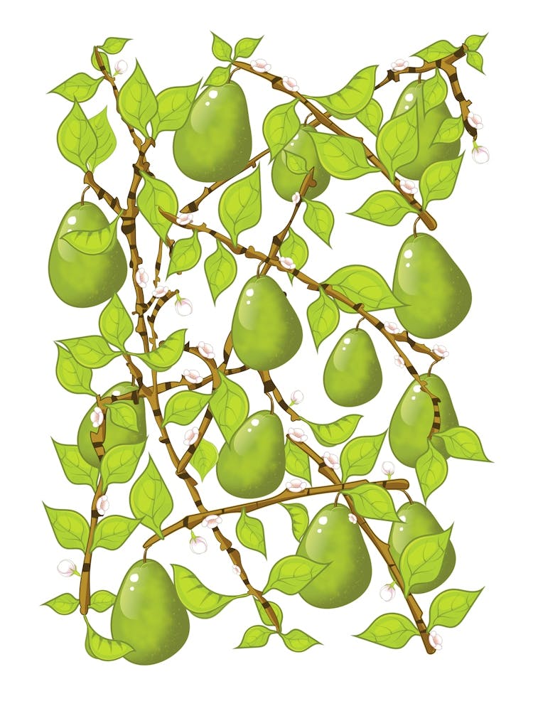 Pears On A Branch 1