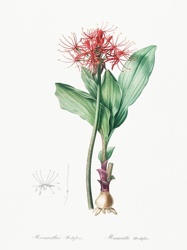 Blood Lily, Pierre Joseph Redoute