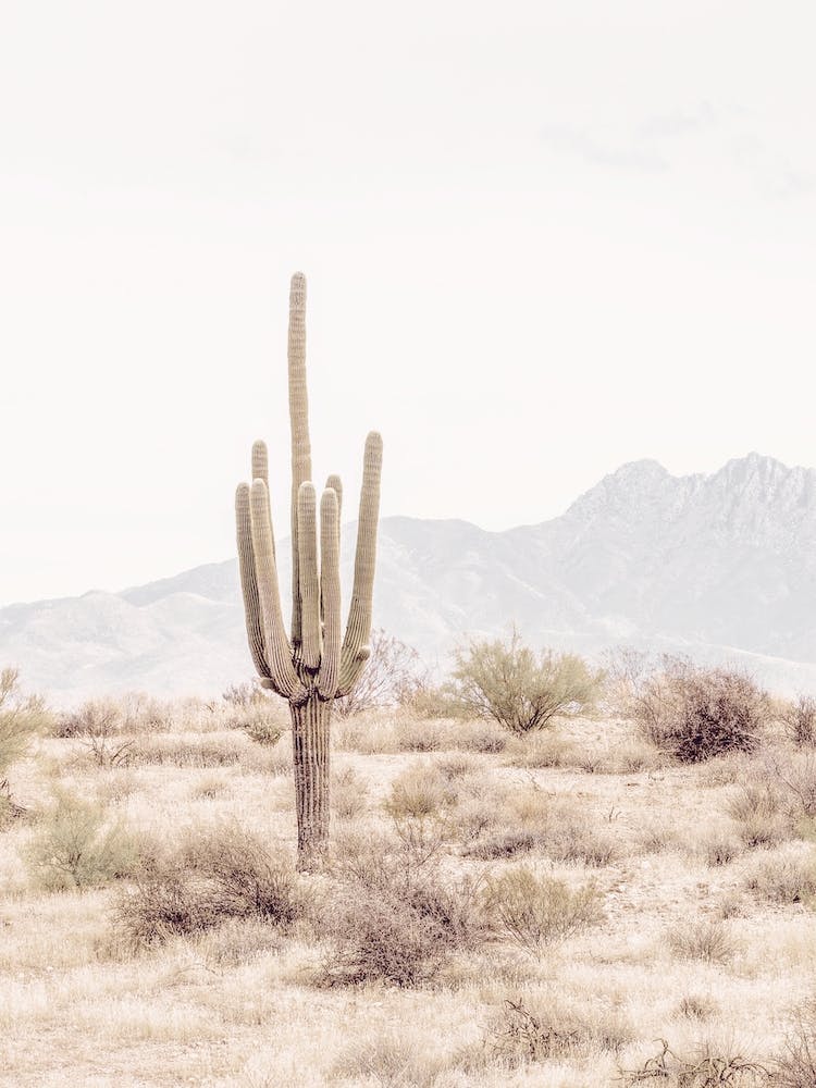 Saguaro Desert