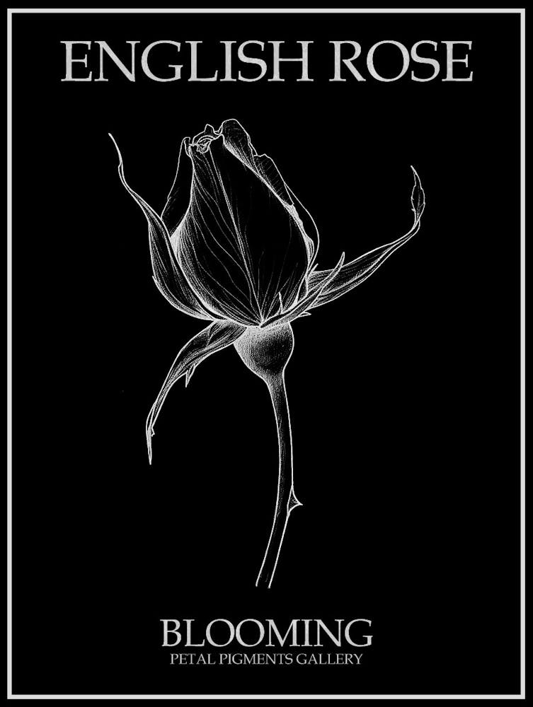 English Rose Blooming Line Drawing 2 Poster Inverted
