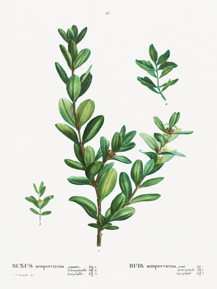 Buxus Sempervirens, Pierre Joseph Redoute
