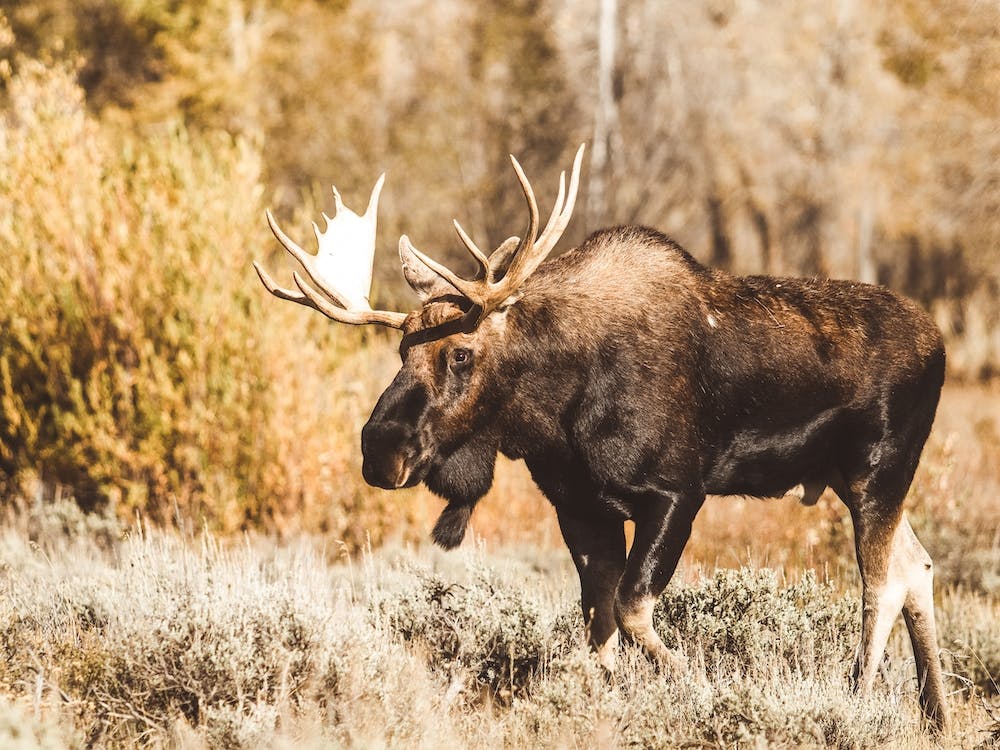 Western Moose Scenery
