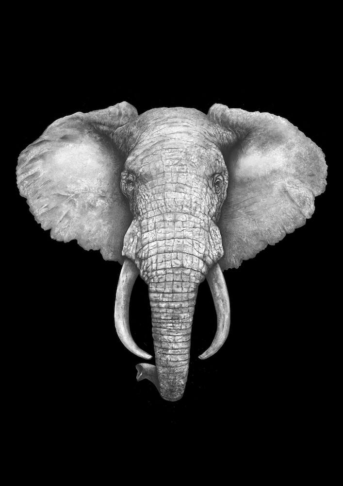 Elephant On Black