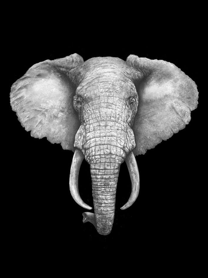 Elephant On Black