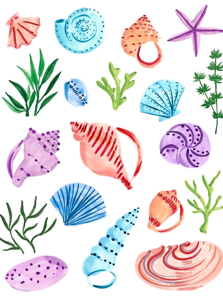 Seashells Final