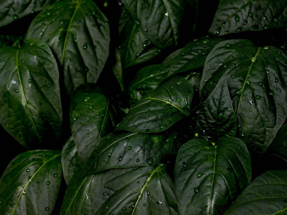 Green Leaves In The Rain 1