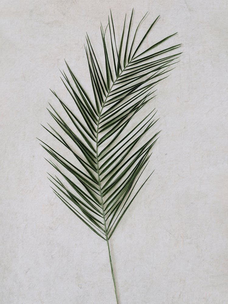 Palm Leaf