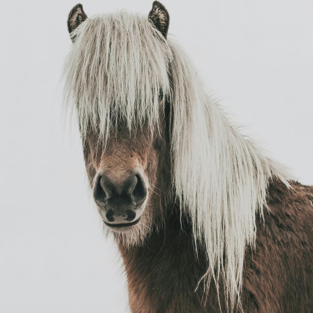 Horse Square