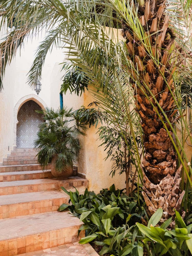 Botanical Palm Trees In A Courtyard In Morocco