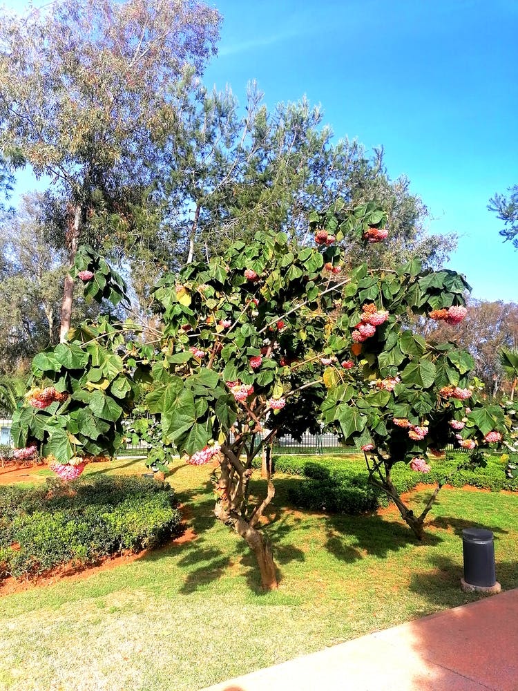 cherry Tree In The Park
