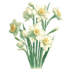 Narcissus