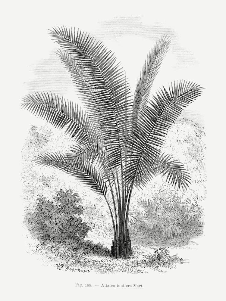 Vintage Palm Tree _2643190