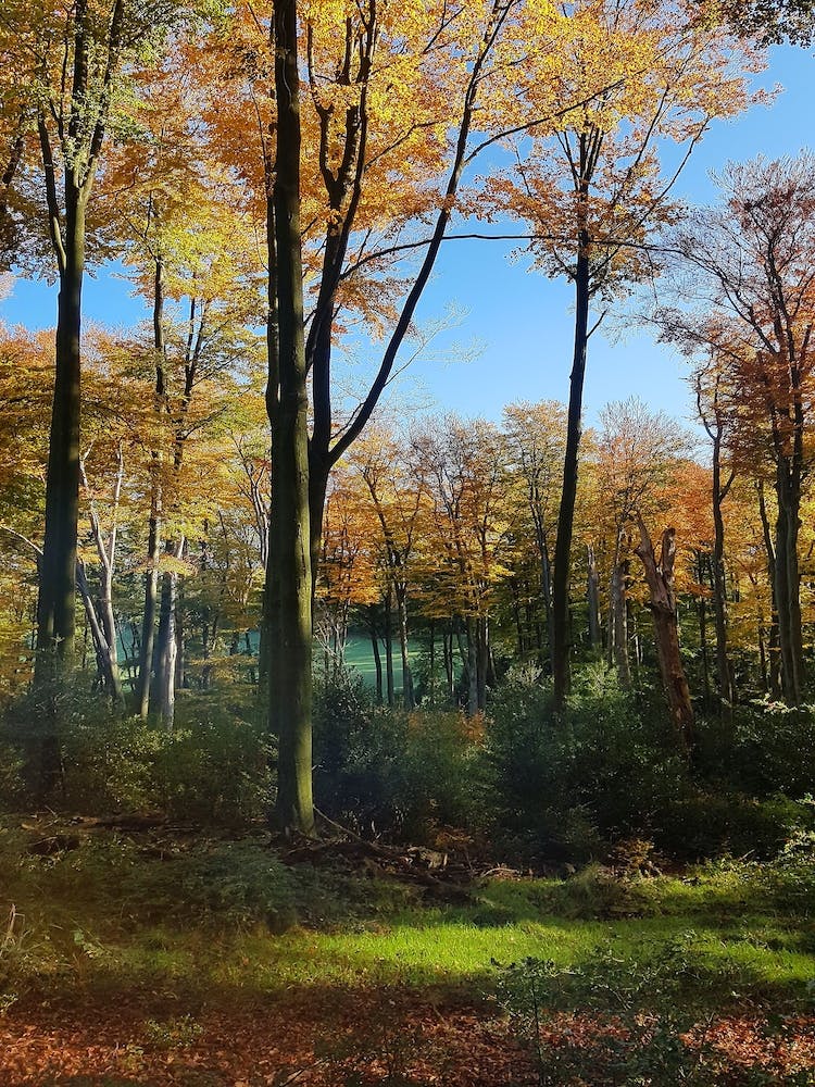Autumn Forest