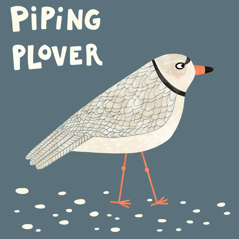 Piping Plover Bird