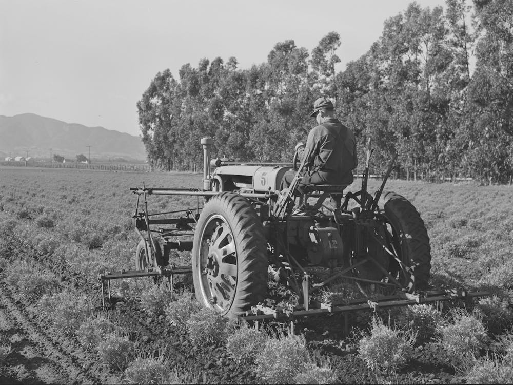 Salinas, California, Intercontinental Rubber Producers, Cultivating Guayule Shrubs By Russell Lee