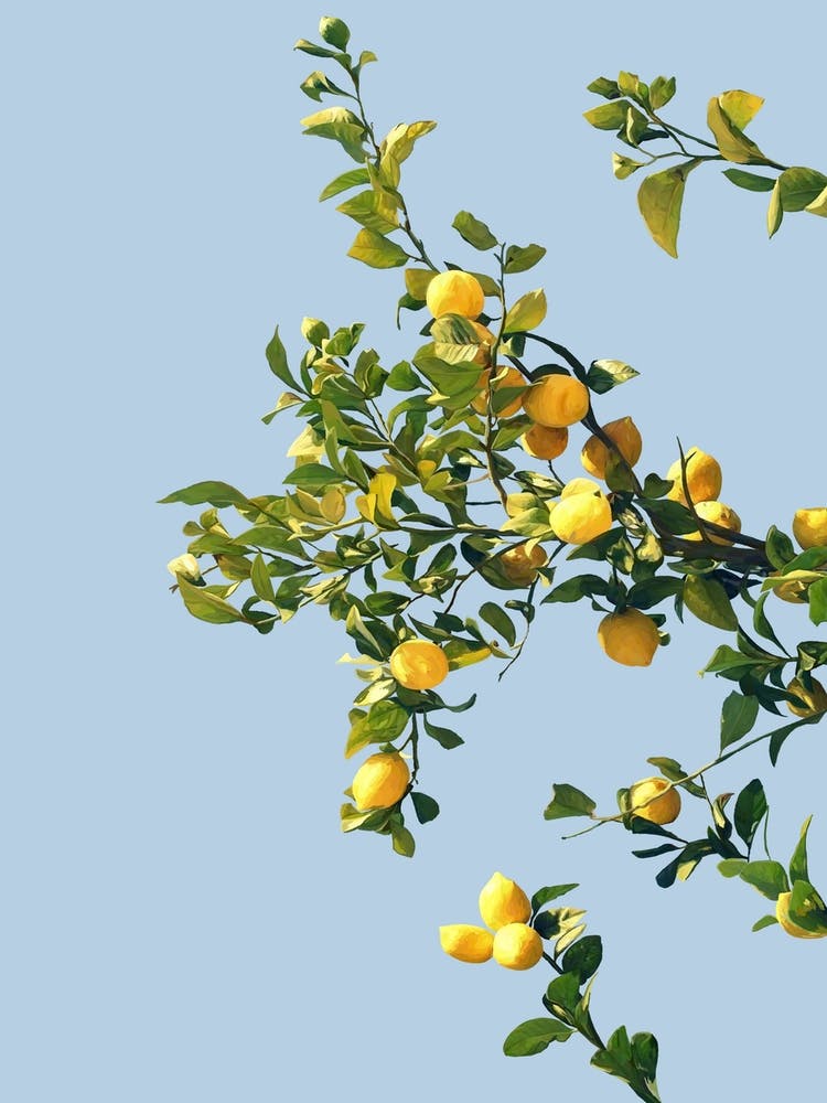 Summer Lemon Tree Illustration