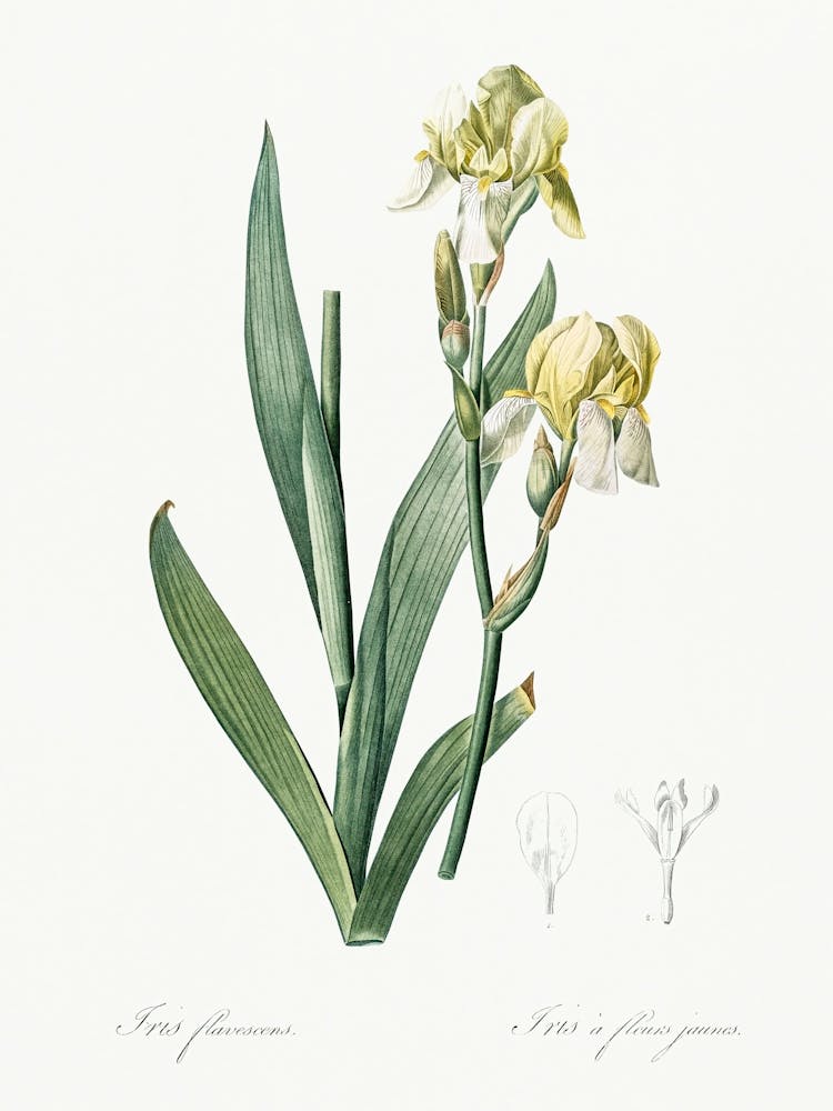 Lemonyellow Iris Illustration From Les Liliacées (1805), Pierre Joseph Redoute