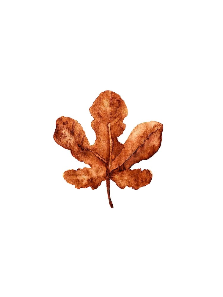 Maple Leaf
