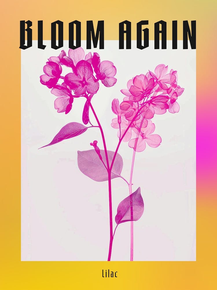 Hot Pink Lilac 1 Poster