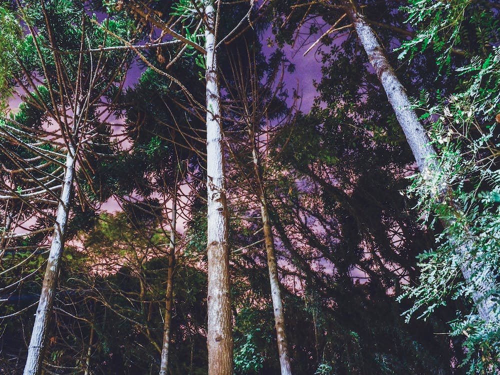 Purple Forest
