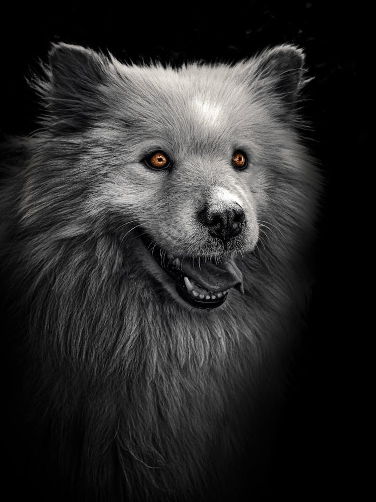 Black And White Fluffy Malamute dog With Orange Eyes.